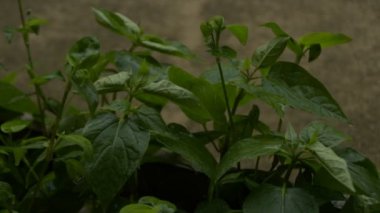 2 in 1 yağmur çiçekler yapraklar düşüyor.