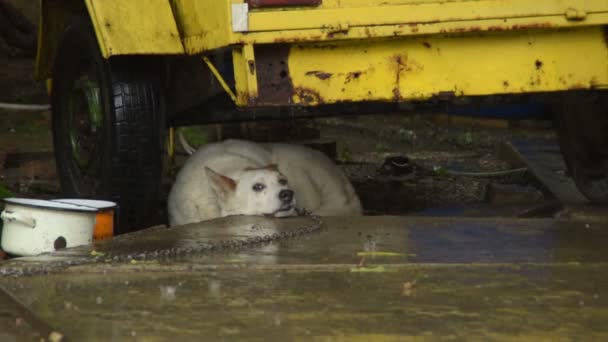 Triste Perro Una Cadena Bajo Remolque Durante Lluvia — Vídeos de Stock