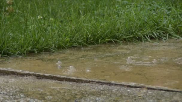 Σταγόνες Βροχής Που Πέφτουν Στο Σκυρόδεμα Και Γρασίδι — Αρχείο Βίντεο