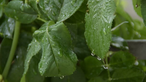 Gouttes Pluie Sur Les Feuilles Rose — Video