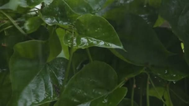 混合12枪的雨天 — 图库视频影像