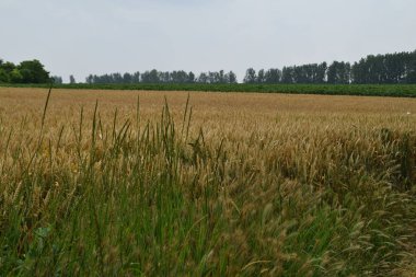 Bir tarım tarlasında yulaf mahsulü