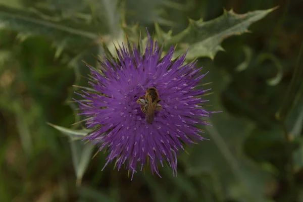 Velké Včely Sbírají Pyl Lopuchu Flower — Stock fotografie