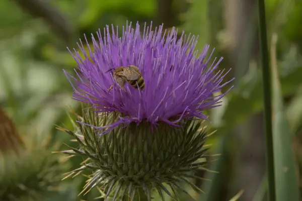 Včely Sbírají Pyl Lopuchu Flower — Stock fotografie