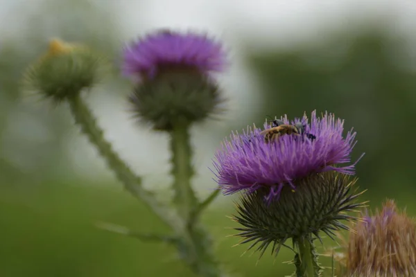 Včely Chyby Lopuchu Flower — Stock fotografie