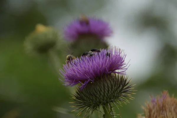 Včely Chyby Lopuchu Flower — Stock fotografie