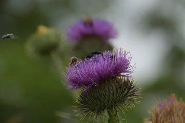 Včely Chyby Lopuchu Flower — Stock fotografie