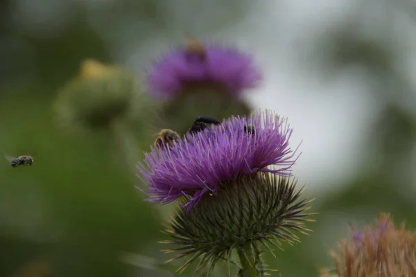 Včely Chyby Lopuchu Flower — Stock fotografie