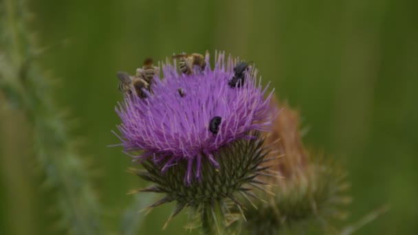 Abejas Insectos Bardana Flores — Vídeos de Stock