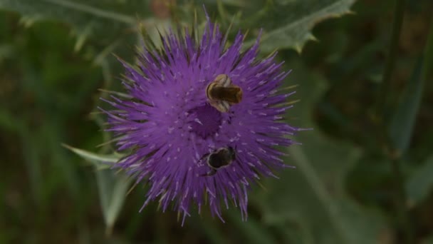 Two Types Bees Collect Pollen Flower Burdock — Stock Video