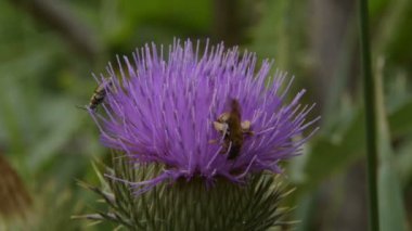 Arı ve çiçek Dulavratotu üzerindeydi