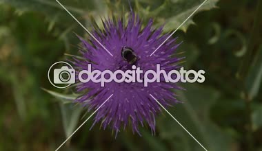 Arı polen çiçek Dulavratotu üzerinde toplamak