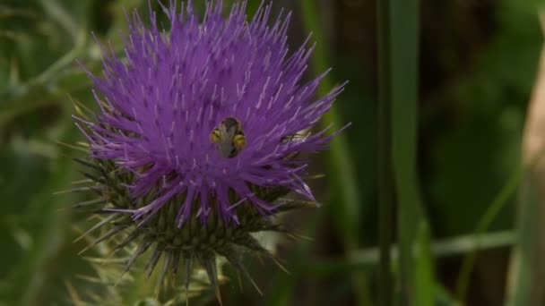 Včely Sbírají Pyl Lopuchu Flower — Stock video