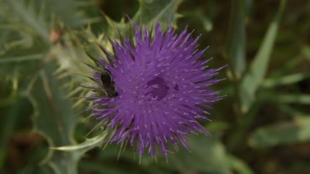 Včely Sbírají Pyl Lopuchu Flower — Stock video