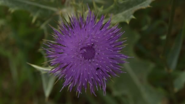 Big Purple Flower Burdock — Stock Video