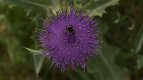 Abeja Recoger Polen Flor Bardana — Vídeo de stock