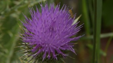 Çiçek Dulavratotu üzerinde küçük böcek