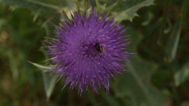 Arı polen çiçek Dulavratotu üzerinde toplamak