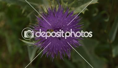 Arılar iki tür polen çiçek Dulavratotu üzerinde toplamak.