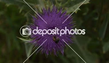 Arılar iki tür polen çiçek Dulavratotu üzerinde toplamak.