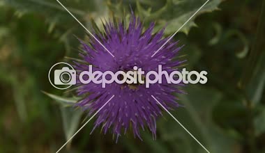 Arı polen çiçek Dulavratotu üzerinde toplamak