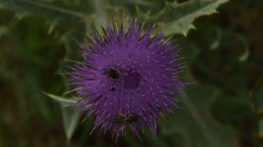 Arılar iki tür polen çiçek Dulavratotu üzerinde toplamak.