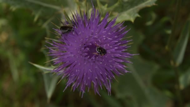 Two Types Bees Collect Pollen Flower Burdock — Stock Video