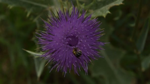 Two Types Bees Collect Pollen Flower Burdock — Stock Video