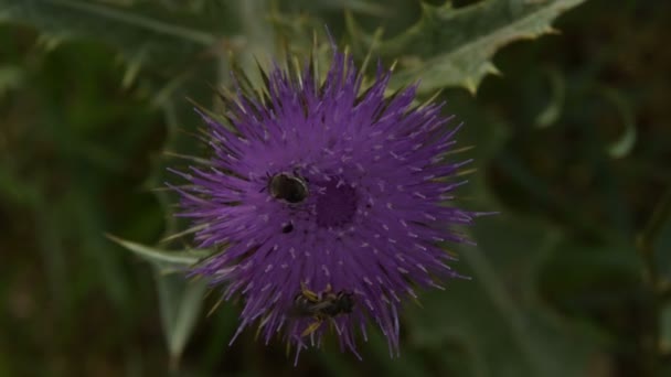 Два Види Бджіл Збирати Пилку Квітку Лопух — стокове відео
