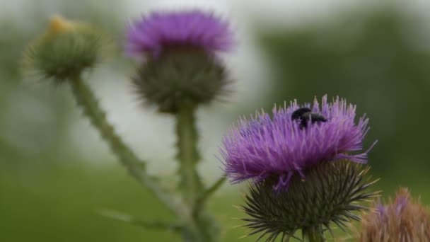 Black Bugs Flower Burdock — Stock Video