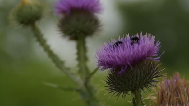 Black Bugs Flower Burdock — Stock Video