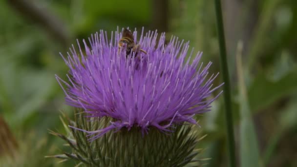 Les Abeilles Recueillent Pollen Sur Bardane Fleurs — Video