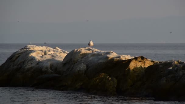 Gaviota Está Sobre Las Rocas Que Brotan Del Mar — Vídeos de Stock