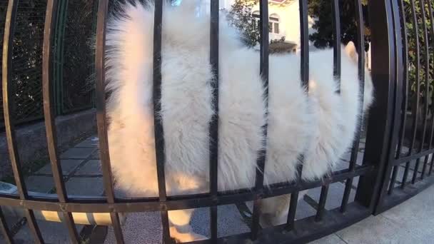 Perro Samoyedo Blanco Apoyado Contra Puerta Casa — Vídeos de Stock