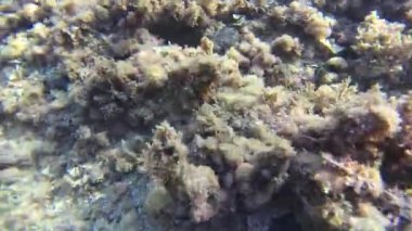 Kumlu ve kayalık dip sualtı deniz çimen kaplı