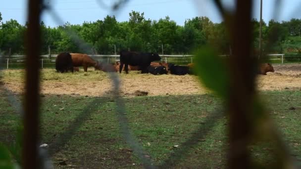 Állomány Angus Tehenek Udvarban Gazdaság — Stock videók