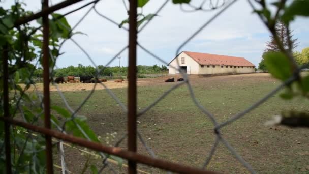 Kudde Angus Koeien Het Erf Van Boerderij — Stockvideo