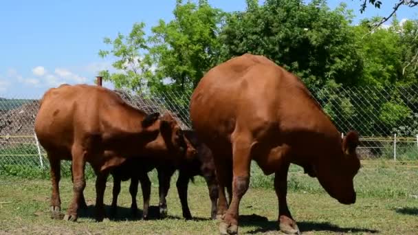 Dos Vacas Angus Marrones Alimentan Sus Terneros — Vídeo de stock
