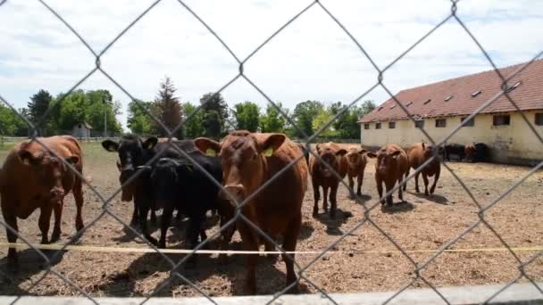 Rebanho Vacas Angus Quintal Fazenda — Vídeo de Stock