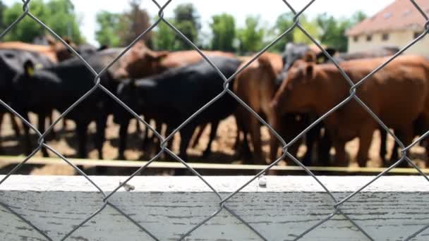 Kudde Angus Koeien Het Erf Van Boerderij — Stockvideo