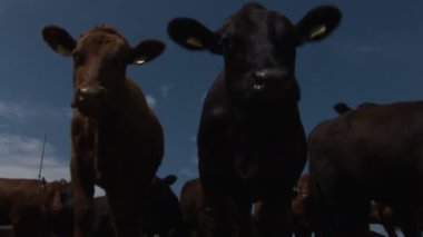 Güzel inek sürüsü 