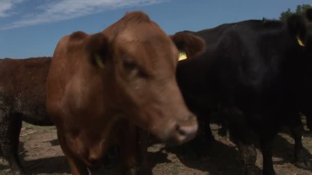 Manada Hermosas Vacas — Vídeo de stock