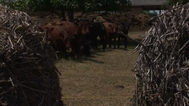 Manada Hermosas Vacas — Vídeos de Stock