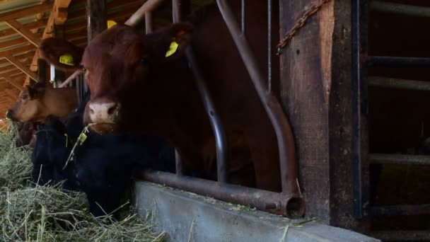 Vacas Pastando Feno Celeiro — Vídeo de Stock