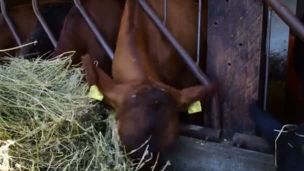 Αγελάδες Που Βόσκουν Σανό Στον Αχυρώνα — Αρχείο Βίντεο