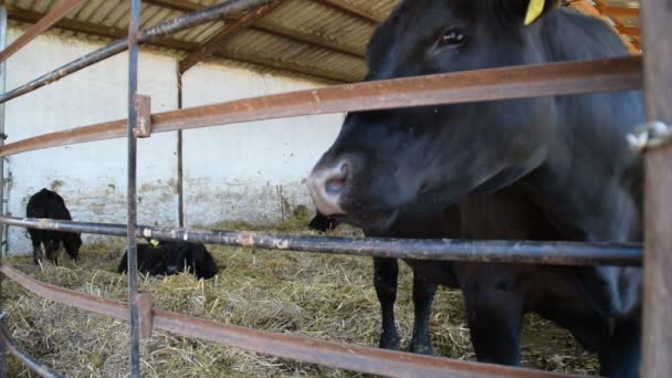 Vacas Pastando Feno Celeiro — Vídeo de Stock