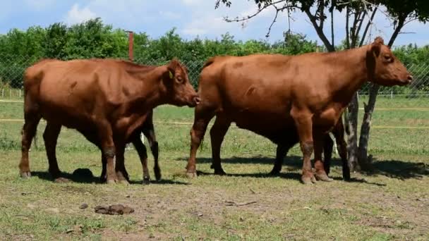つの茶色のアンガス牛が子牛をフィードします — ストック動画