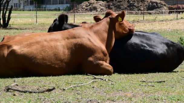 Bruine Zwarte Koeien Liggend Het Landgoed Boerderijen — Stockvideo