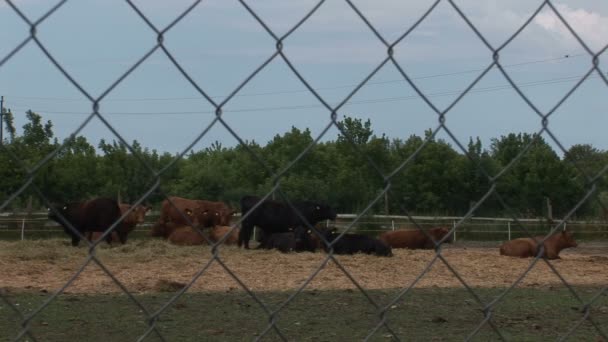 Kudde Angus Koeien Het Erf Van Boerderij — Stockvideo