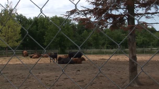 Kudde Angus Koeien Het Erf Van Boerderij — Stockvideo